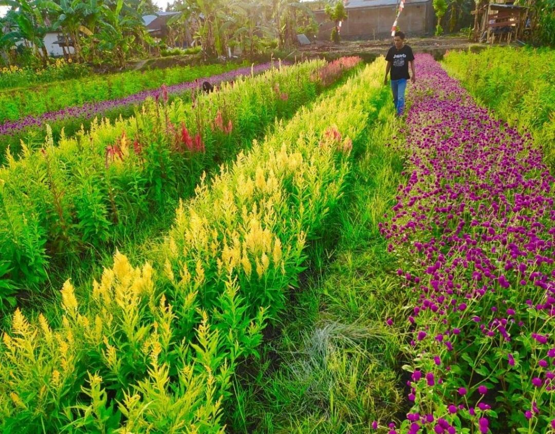 Agro Wisata Tamansuruh Atau Disingkat Awt Merupakan Salah Satu Obyek Wisata Di Banyuwangi Tempat Ini Read More Kebun Bunga Tempat Kebun