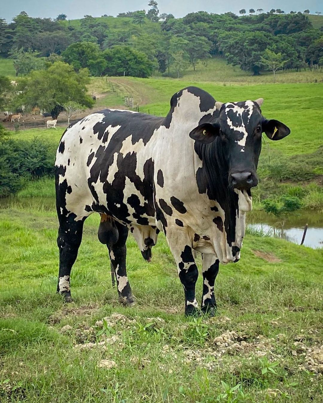 Cebu, Portal, Nature Photography, Instagram, Animals, Zebu Cattle, Quarter Horses, Animales, Animaux