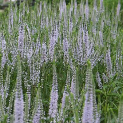 Lavender Towers Culver S Root Trees To Plant Perennial Plants
