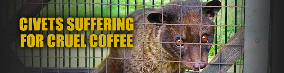 Civets Suffering For Cruel Coffee Losing A Pet Kopi Luwak