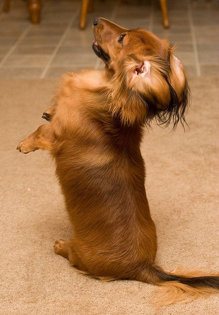 5 Dog Breeds With The Longest Life Expectancy Dog Breeds Dogs