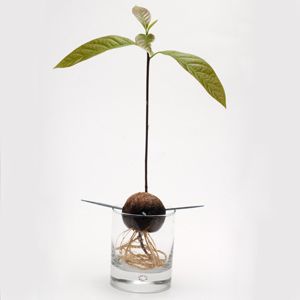 How To Grow An Avocado Tree At Home Growing An Avocado Tree Grow Avocado Avocado Tree