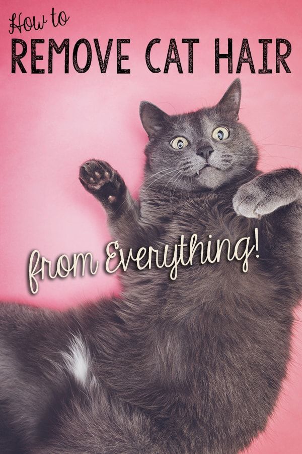 How To Deal With Cat Hair On Clothes at Mack Dahl blog