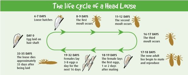 life cycle of head lice lice nits pictures lice life lifecycle of lice