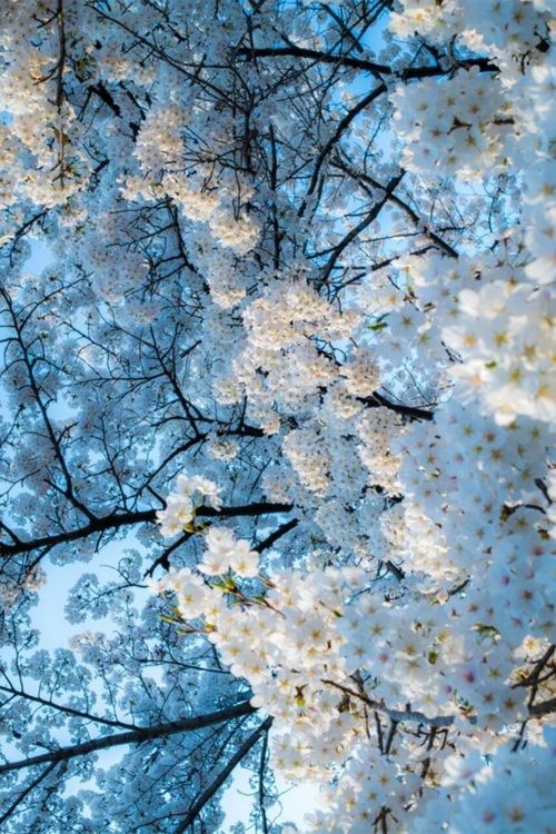 Image about white in Nature🌳 by yours truly on We Image about white in Nature🌳 by yours truly on We