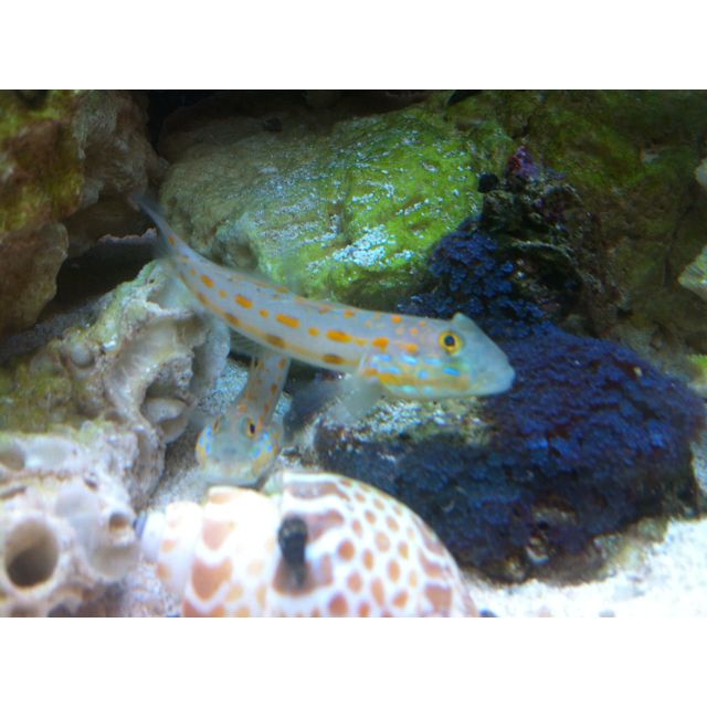 transparent goby cave www
