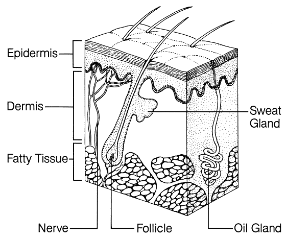 drawing of skin - Google Search | inkt tekeningen | Pinterest | Diagram