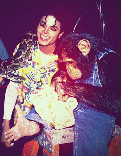 Michael Jackson With His Pet Boa Constrictor Muscles And His Pet Chimpanzee Bubbles Cantores Melhores Cantores Michael Jackson Michael Jackson With His Pet Boa Constrictor Muscles And His Pet Chimpanzee Bubbles Cantores Melhores Cantores Michael Jackson
