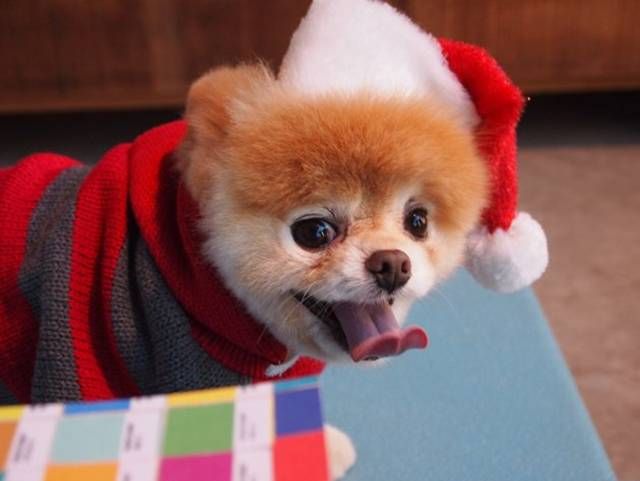 dog has 5millions fans dog has 5millions fans biography christmas boo