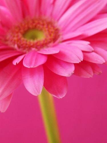 トップ100 待ち受け マゼンダ ピンク 壁紙 最高の花の画像 トップ100 待ち受け マゼンダ ピンク 壁紙 最高の花の画像