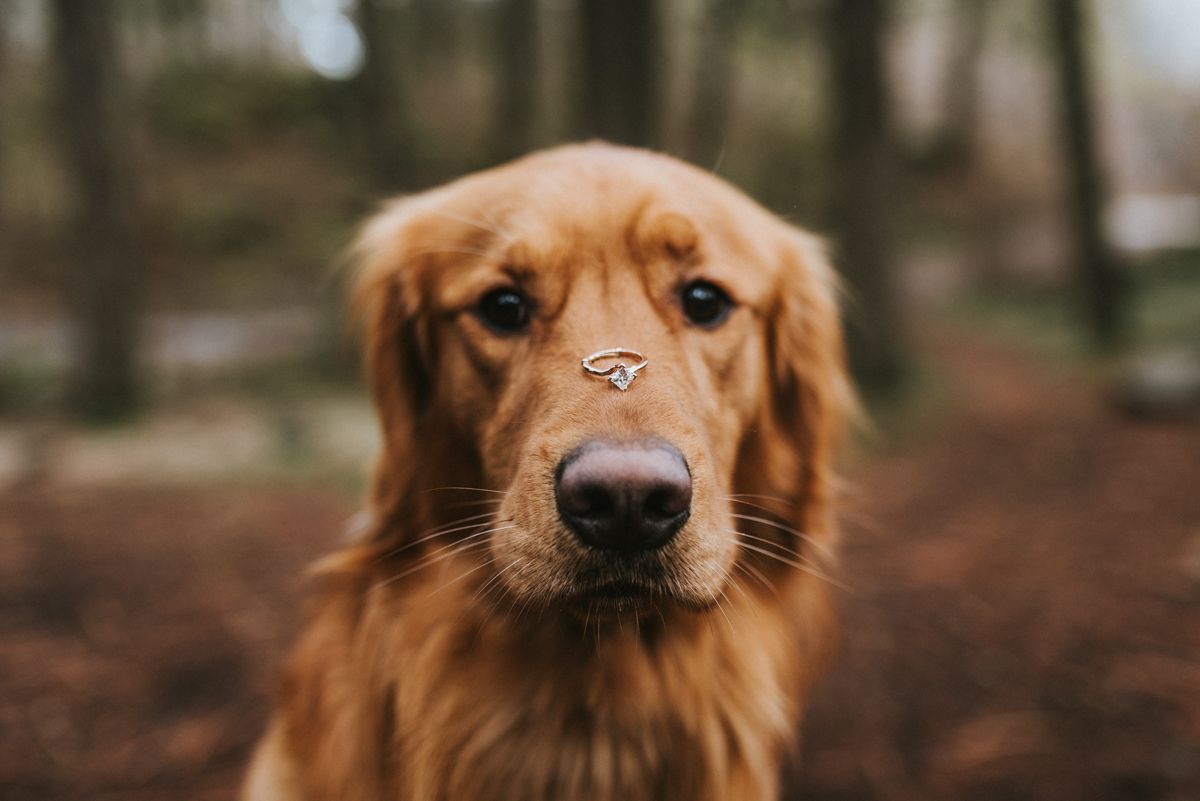 Pin By Sami Nicholl On My Future Wedding In 2020 Golden