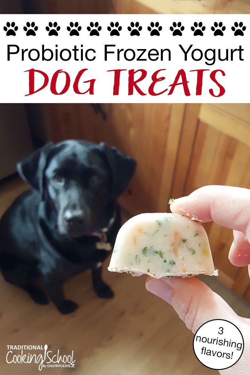 Frozen Yogurt Dog Treats 3 Nourishing Flavors Recipe Frozen