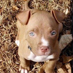 Adopt Cocoa Adopted On Cute Animals I Love Dogs Pitbull Terrier