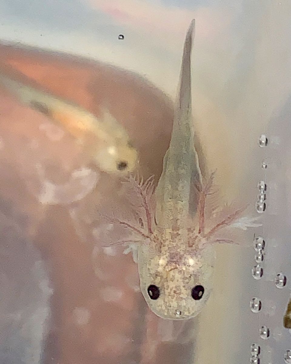 Baby Copper Melanoid Axolotl Fish Pet Axolotl Instagram