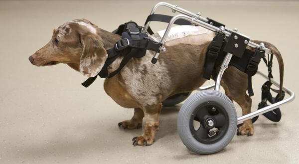 Saving Dogs With Spinal Cord Injuries Dog Walking Dogs