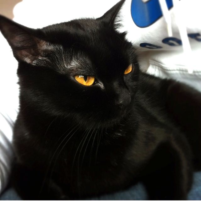 Bombay Cat Looks Just Like Our Fezzik Gatti Cats Pretty Cats