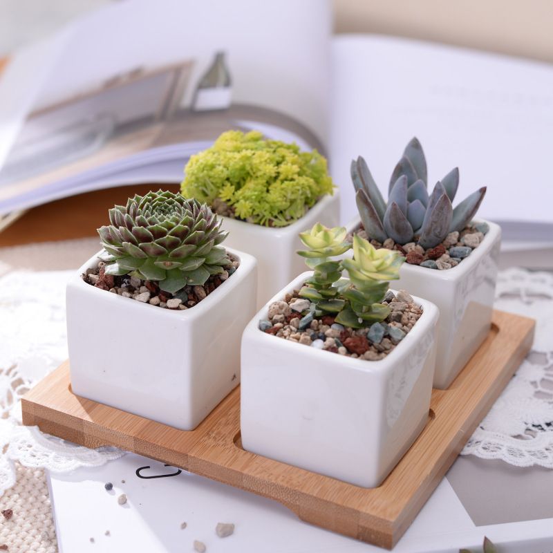White Ceramic Planter Pots Set Of 3 Cute Succulent Flower W Tray Tiers Stand