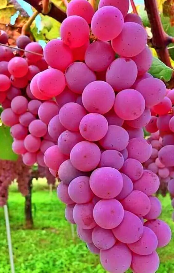 Pin von Helloyin auf Gemüse Fotografie | Obst, Obst und ...
Фруктовый Сад Обои