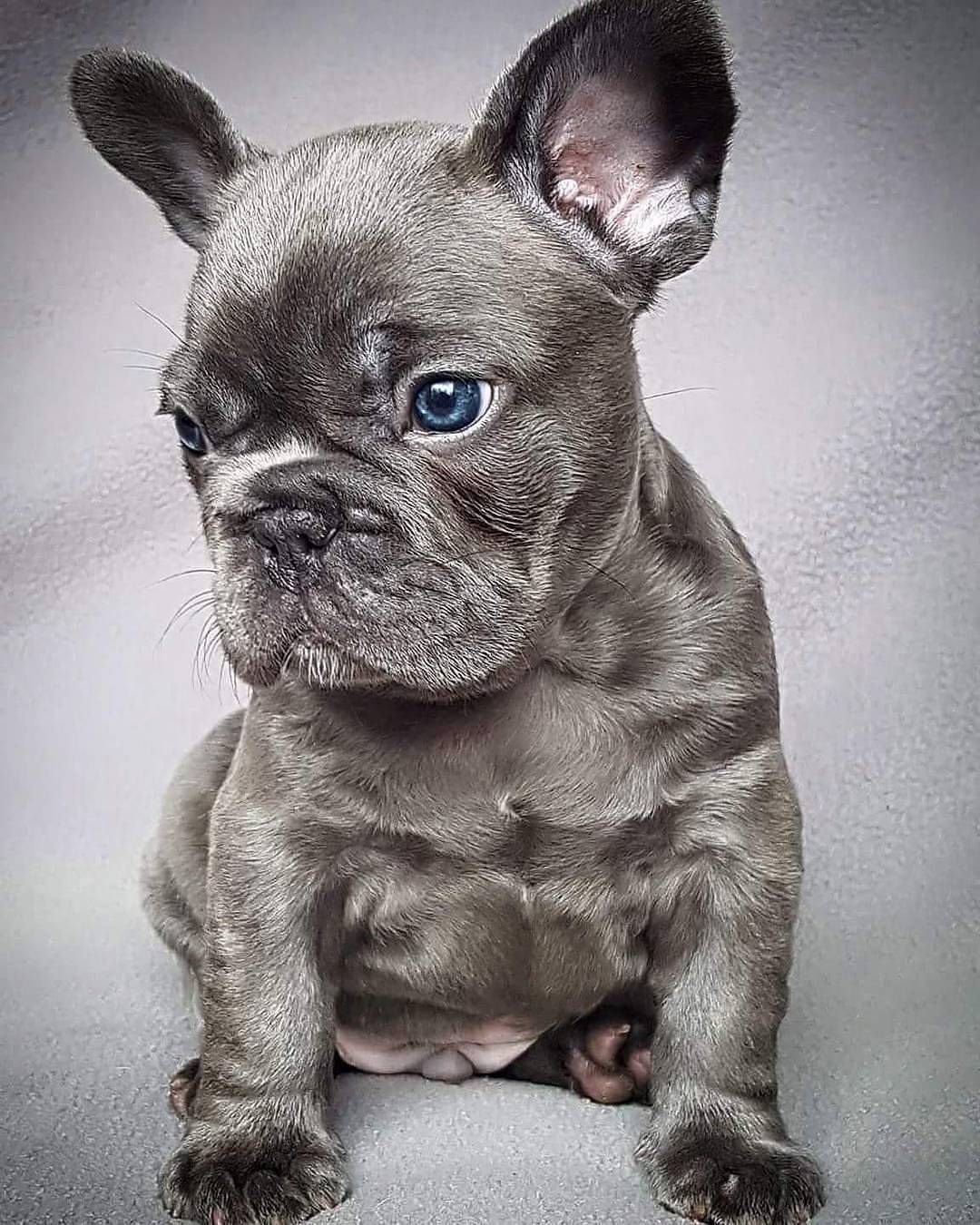 See This Instagram Photo By Frenchie World 25 1k Likes With