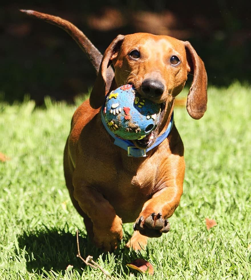 Dachshund temperament is varied: loyal, brave, playful, and intelligent