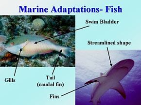 Adaptations--Ocean creatures | Ocean ecosystem, Ocean creatures, Coral