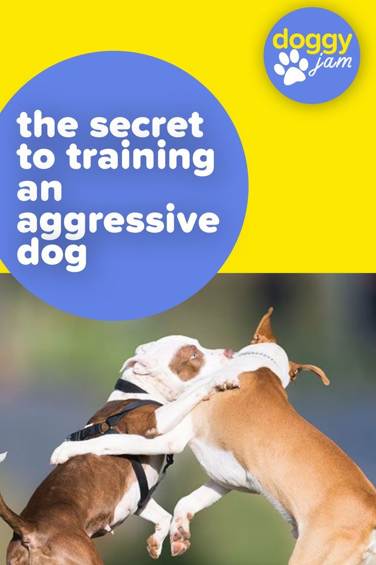 The Secret Of How To Train A Dominant And Aggressive Dog Dogs