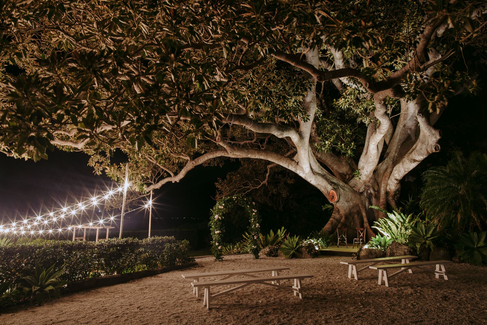 The Fig Tree By Night Lighting Byron Audio Styling The Fig Tree By Night Lighting Byron Audio Styling