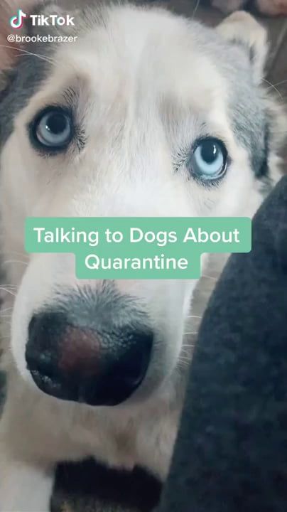 Dog’s response to quarantine ending Dog’s response to quarantine ending