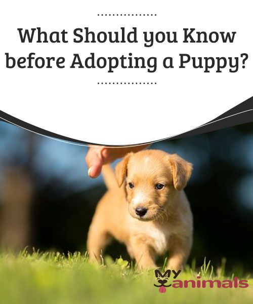 What Should You Know Before Adopting A Puppy When Adopting A Puppy It what-should-you-know-before-adopting-a-puppy-when-adopting-a-puppy-it
