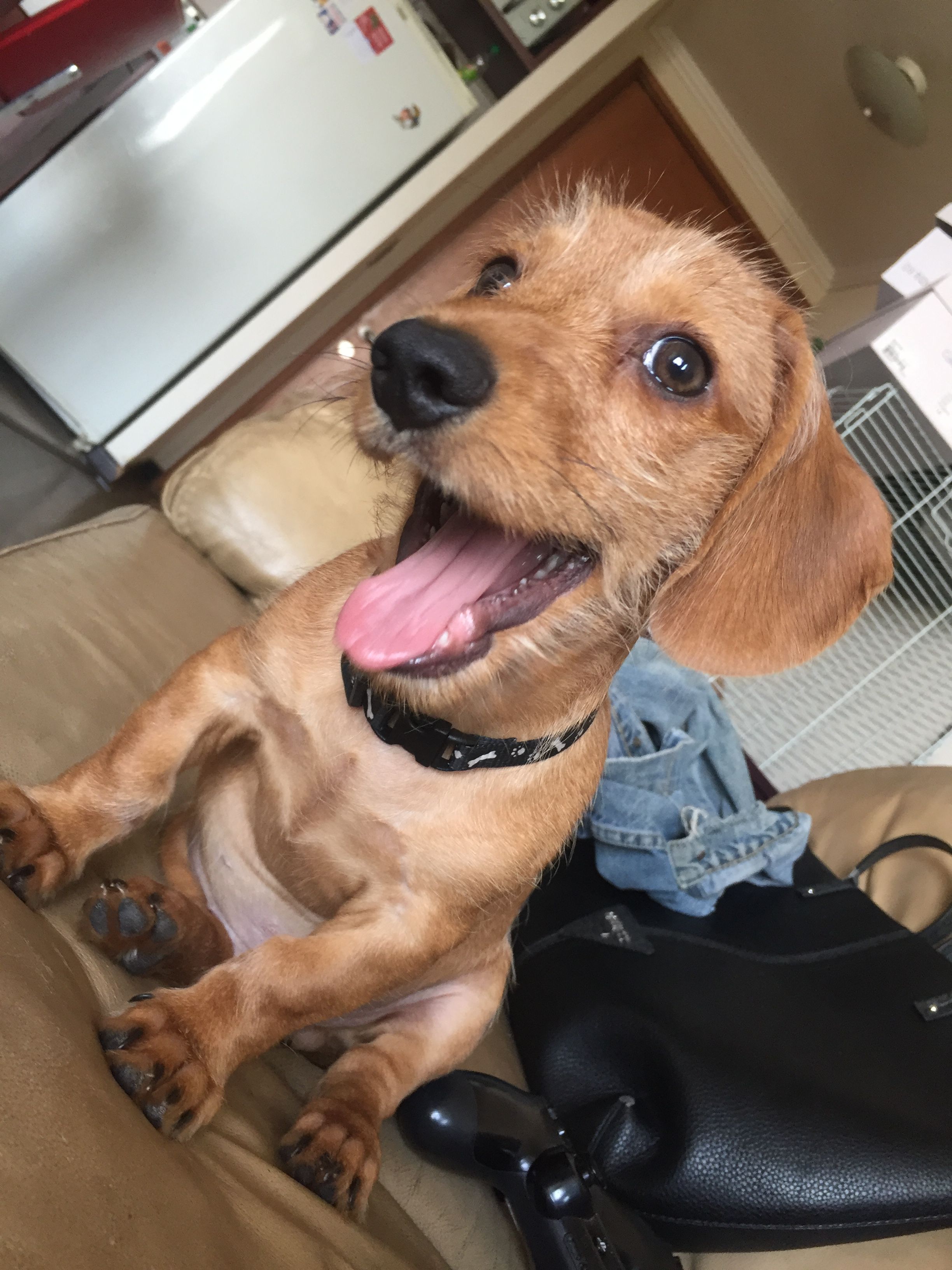 Pin By Trucy Baker On I Love Doxies Dachshund Golden Retriever
