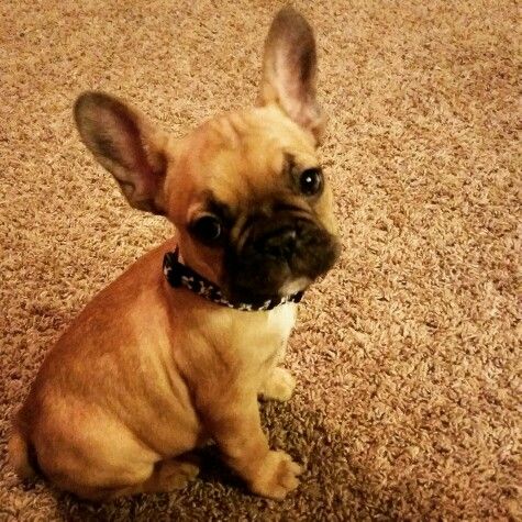 French Bulldog Puupy French Bulldog Bulldog Puppies Puppies
