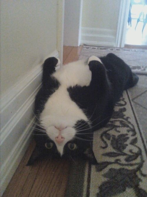 16 Tuxedo Cats and Kittens That Are Just Too Cute Cute Cats And Kittens, Kittens Cutest, Cool Cats, Ragdoll Kittens, Funny Kittens, Kitty Cats, Tabby Cats, Bengal Cats, Cats Bus