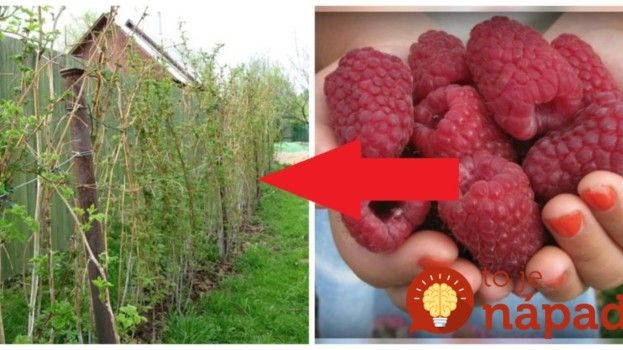 Pandan, Strawberry, Gardening, Fruit, Flowers, Plants, Advent, Aaa, Lawn And Garden