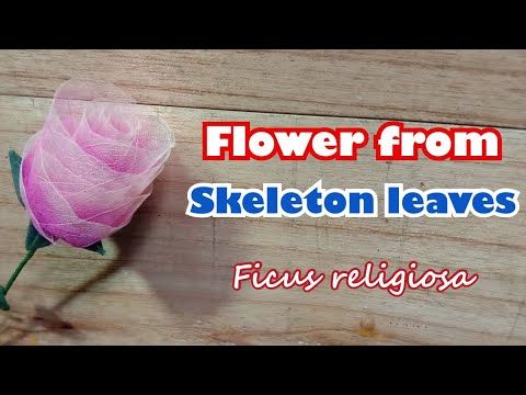 Flower from skeleton leaves (Ficus religiosa) I Bunga dari tulang daun bodhi - YouTube Bodhi, Ficus, The Creator, Flowers, Crafts, Youtube, Manualidades, Handmade Crafts, Figs