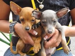 Bilderesultat For Prazsky Krysarik Lila Cute Animals Dogs Animals