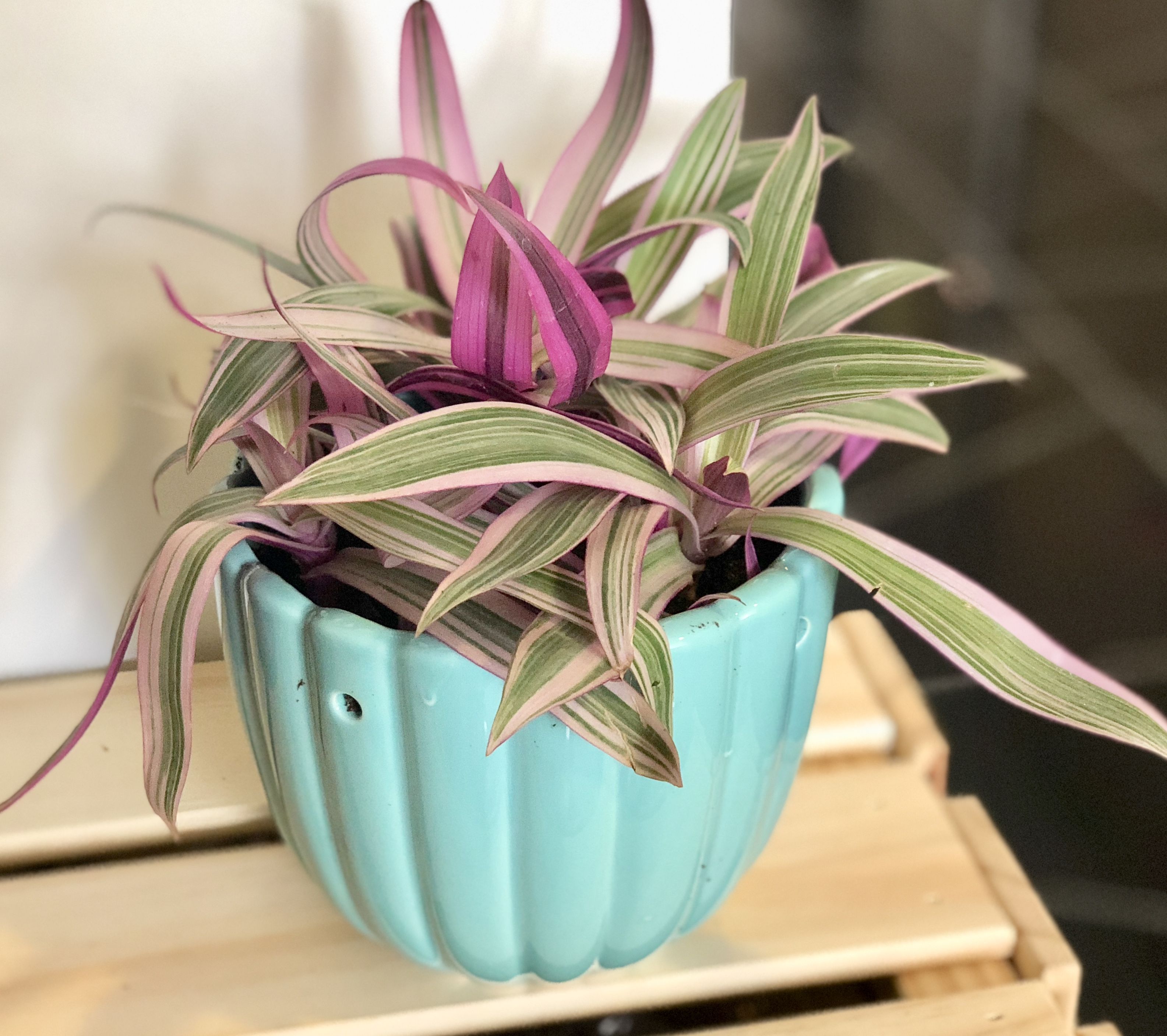 Tradescantia spathacea care