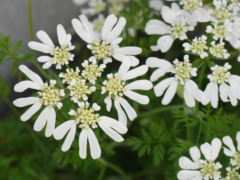 ナチュラルウェディングにぴったりのお花♡初夏に満開の『ホワイトレースフラワー』って知ってる？にて紹介している画像 Married