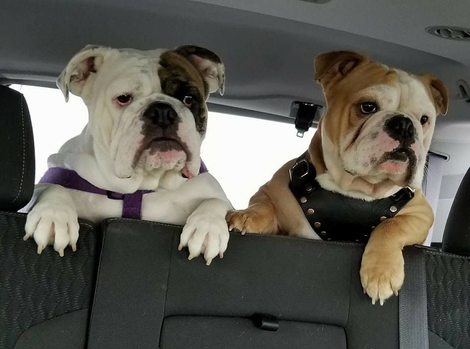 Bulldog Bulldog Puppies Bulldog Breeds French Bulldog Puppies