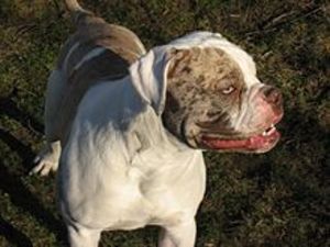 Alapaha Blue Blood Bulldog Breed History And Characteristics