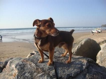 Rare Chocolate Miniature Jack Russell Terrier Jack Russell