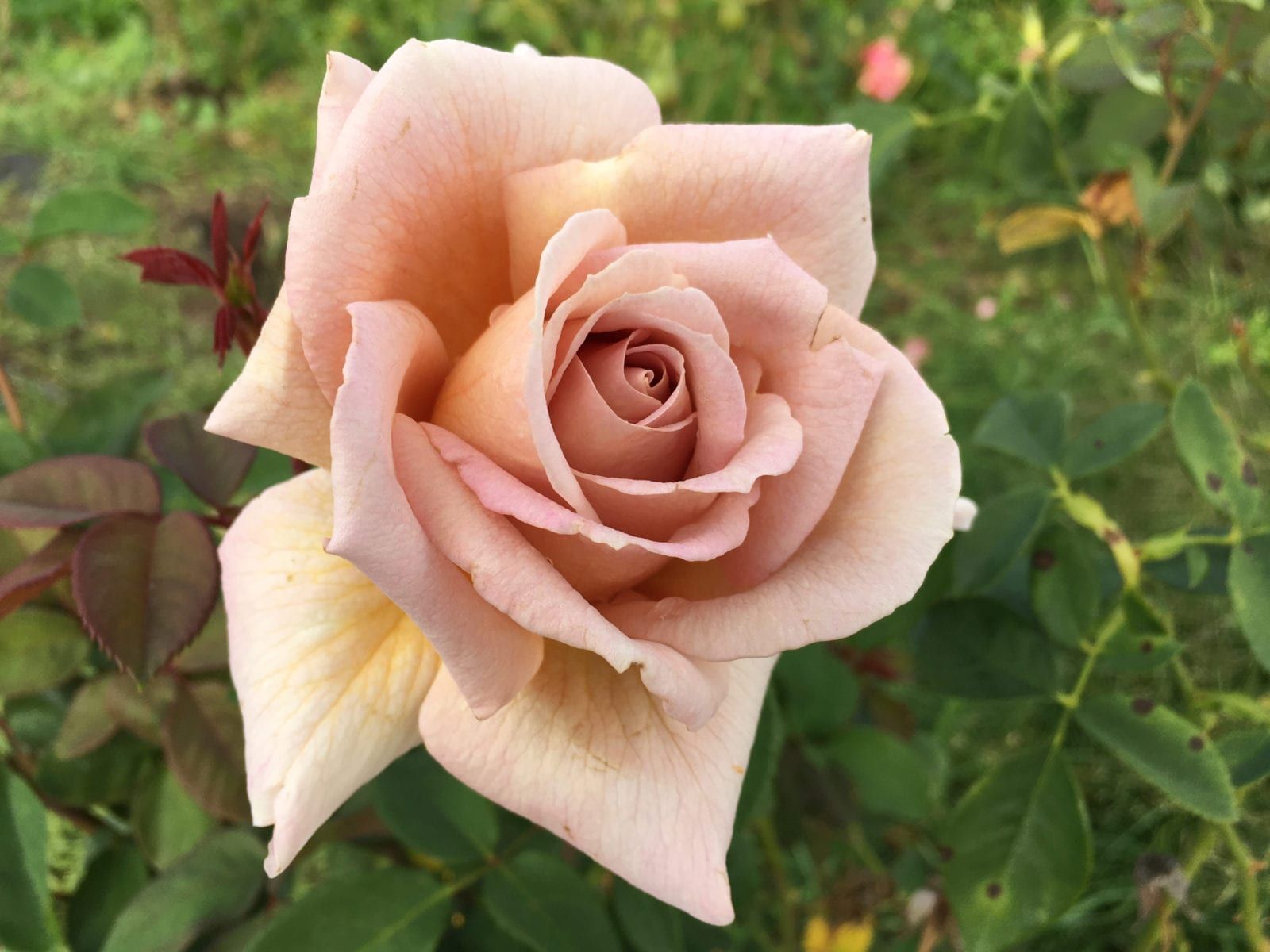 Spiced Coffee - Ludwig's Roses | Spiced coffee, Planting roses, Rose ...