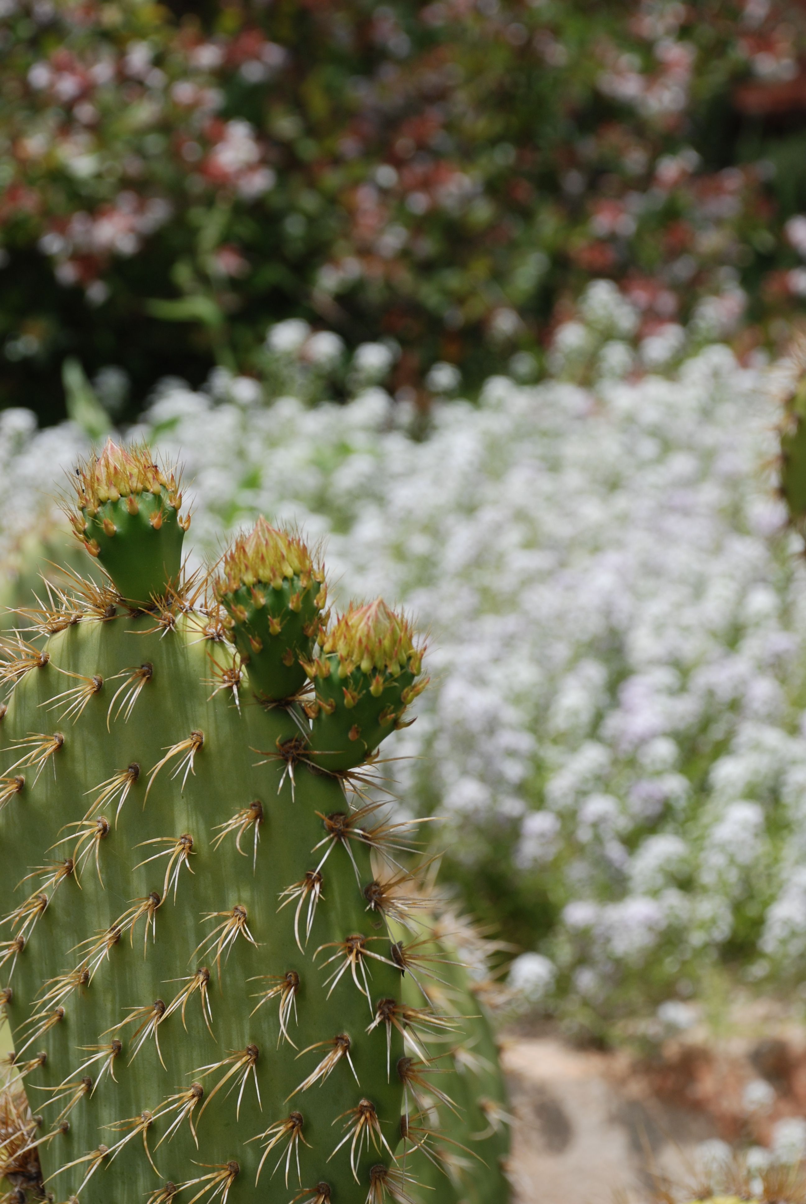 Rancho la Puerta, MX | Rancho, Image search, Plants