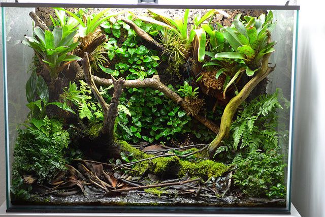 terrascaping poison dart frog