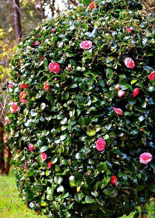 Carte de voeux de buisson de camélia rose à vendre par Lehua Pekelo-Stearns