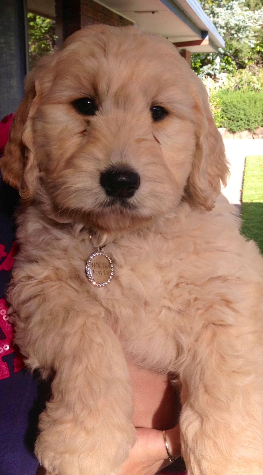 Ted The Groodle Doodle Dog Cute Puppies Cute Dogs