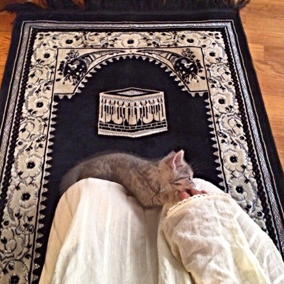 Allahaljalil Islamic Quotes Reminders Kucing Betina Piaraan Gambar Kucing Lucu