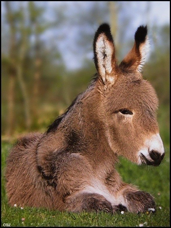 Tagged Baby animals, Cute donkey, Animals beautiful