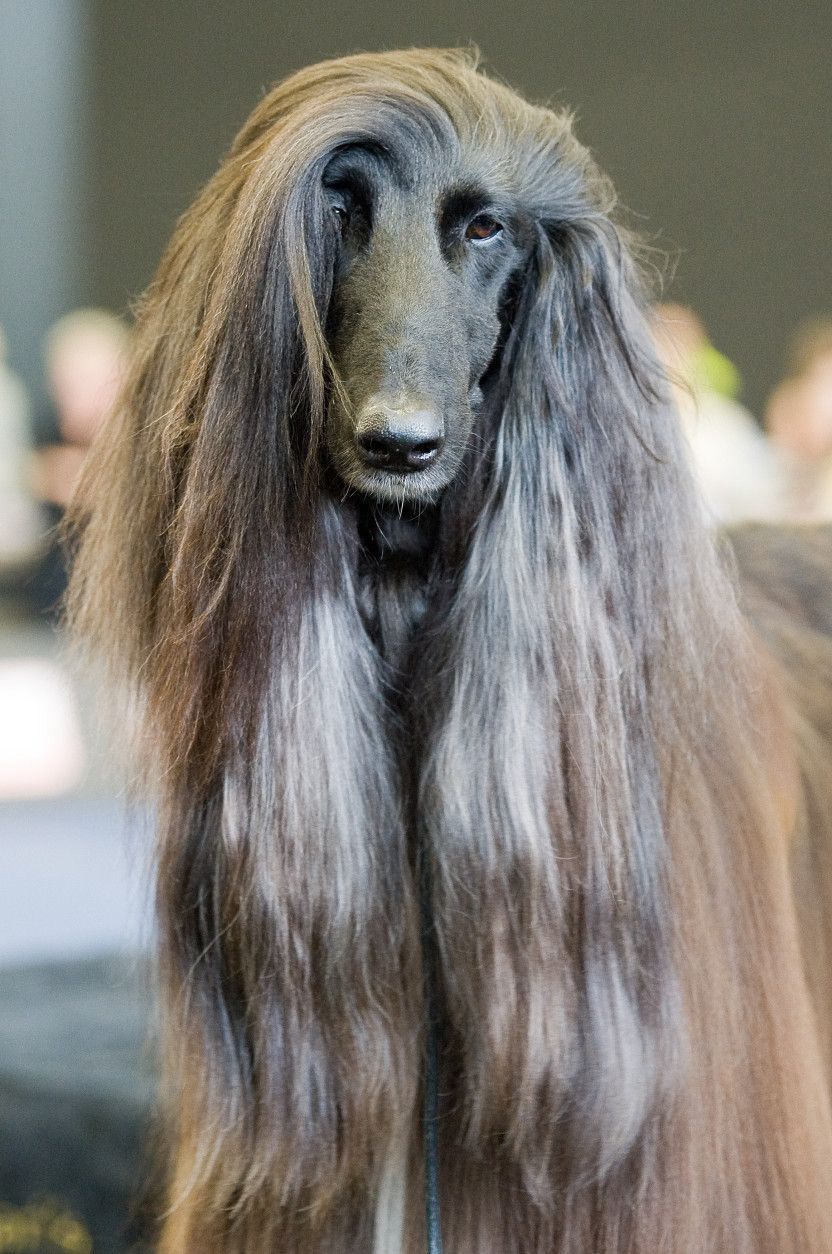 Afghan Hounds Blue Eyes Google Search Hound Dog Hound