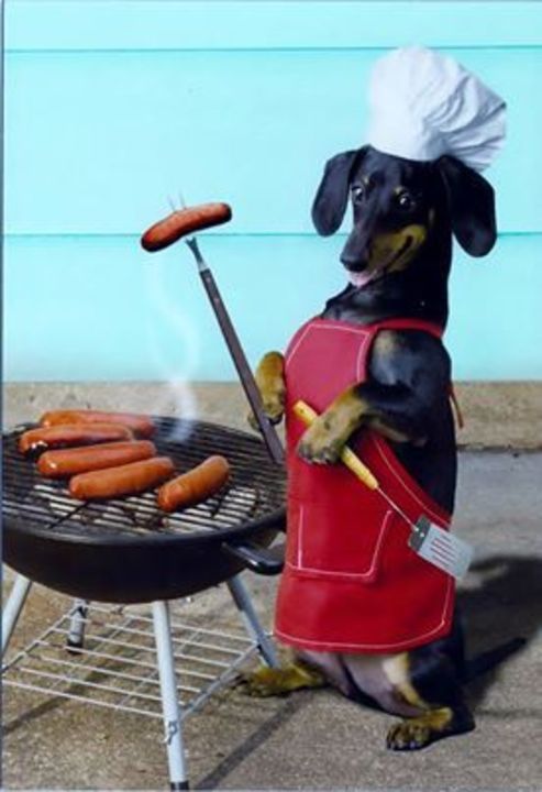 Pick Funny Hot Dog Of The Day Weenie Dogs Dogs Dachshund Dog
