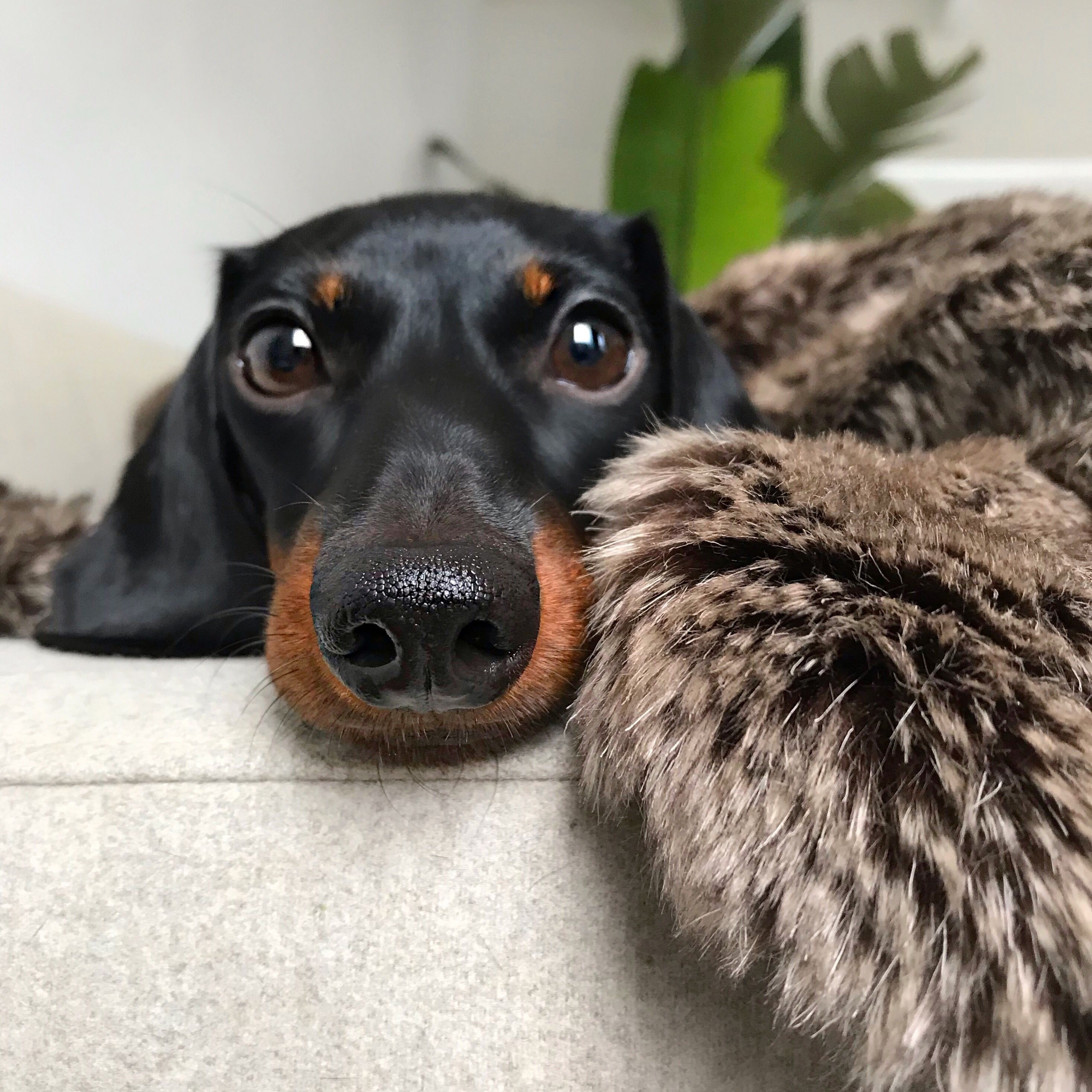 Pin By Barbarah M On Dogs Baby Dogs Dachshund Dog Doxie Puppies